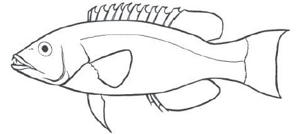 Familia Labridae.jpg